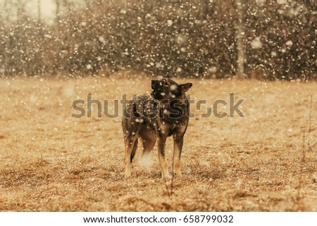 Epic picture of a stray dog howling in the snow. 