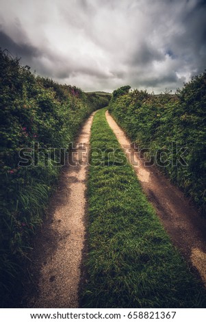 farm track with wild hedgerows in cornwall uk.