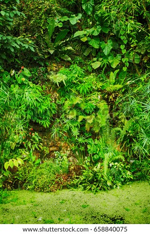 green natural jungle as very nice plant background