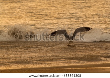 seagull fishing with wings open in the seashore at sunset 