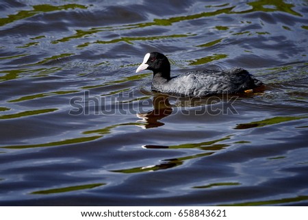 Beautiful photo of amazing coot in the lake, Poland, Europe
