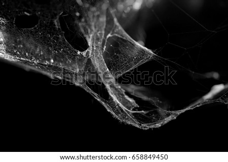 cobweb or spider web isolated on black background