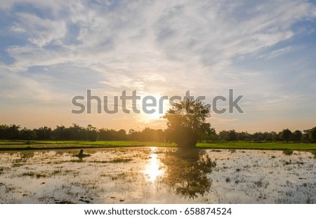 A front selective focus picture of preparing field for rice planting