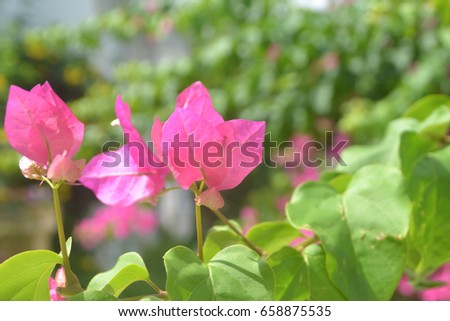 Refreshing fresh pink flowers image