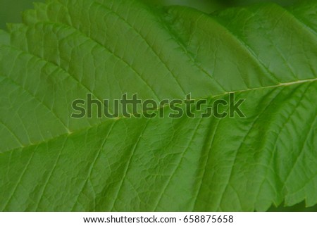 Single Green Leaf