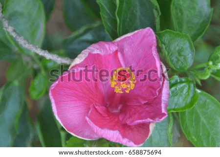 Blooming pink flower 