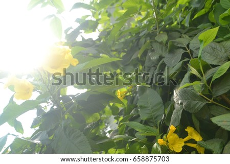 Beautifully grows the high tree and the Sun looks through top high tree Stock Image with yellow flowers