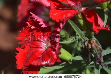 Close up shot of Red blooming flowers 