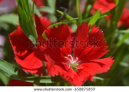 Blooming red flowers