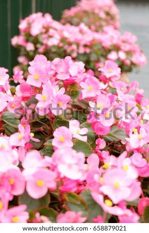 Pink Flora 1