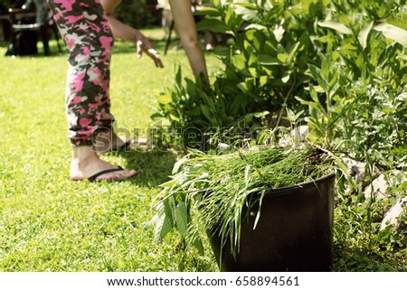 Female pulling the weeds out in a garden, hot summertime day photo