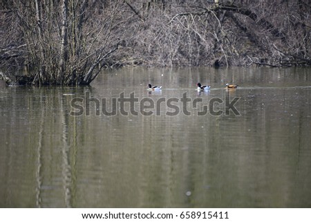 Ducks swimming in the lake 