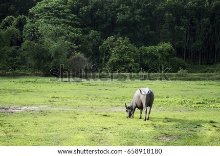 the water buffalo standing on the right side of the picture with the view of the tropical forest as background 