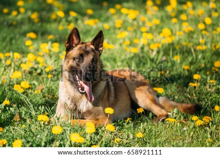 Malinois Dog Sitting Outdoors In Green Spring Meadow. Belgian Shepherd Dog Resting In Green Grass Royalty-Free Stock Photo #658921111