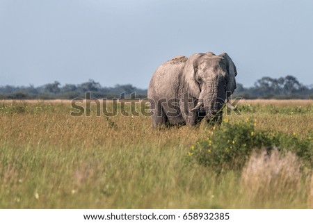 An Elephant starring at the camera in the Chobe National Park, Botswana.