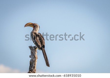 A Southern yellow-billed hornbill relaxing on a branch in the Chobe National Park, Botswana.