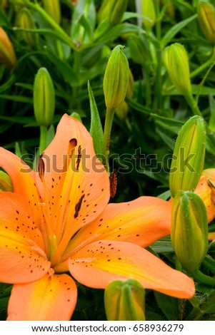 Fire lily flower