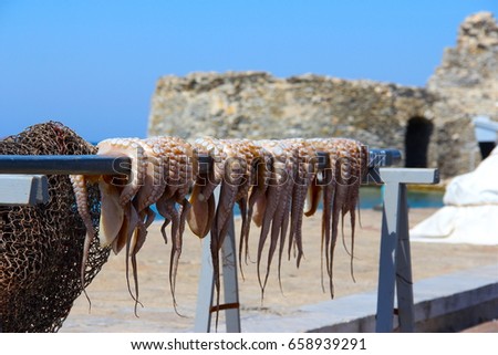 Octopus on Island of Paros,Greece