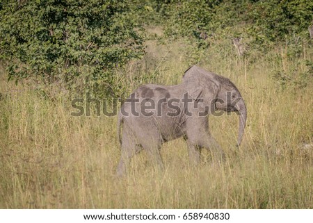 A young Elephant walking in the grass in the Chobe National Park, Botswana.