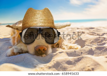 golden retriever dog relaxing, resting,or sleeping at the beach, for retirement or retired Royalty-Free Stock Photo #658945633