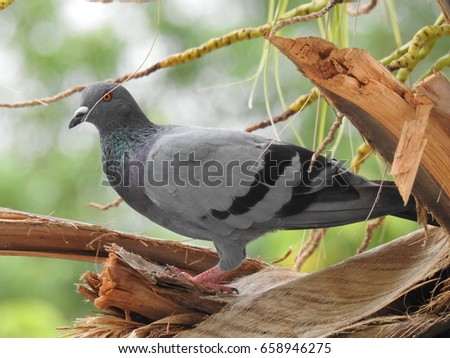 Pigeon on Palm Tree