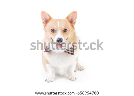 Pembroke Welsh Corgi sit and smile in studio on white background,funny animal picture