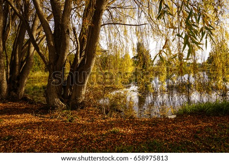 Beautiful lake side golden yellow autumn trees falling leafs lake side 