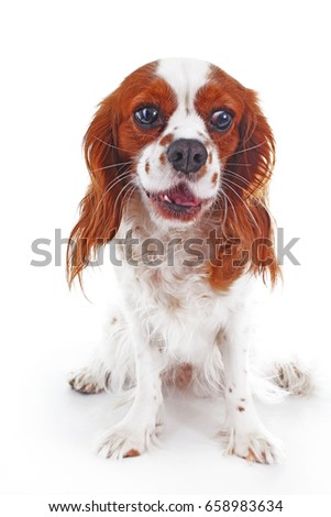 Talking dog. Funny cavalier king charles spaniel dog  photo. Cute puppy on isolated white background. Blenheim canin dog for every concept. 