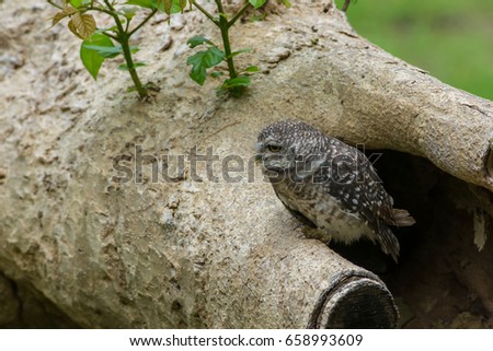 Beautiful Owl bird (Spotted owlet) on log tree