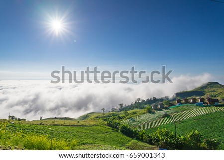 morning view point with Cabbage vegetable garden and mountain mist and road in phu tubberk most famous travel place in thailand