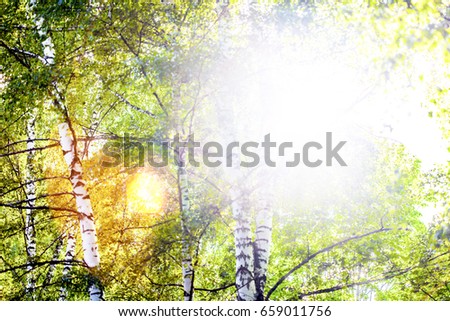 Spring natural background with young birch branches in the sun