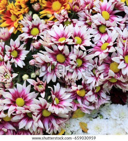 Colorful chrysanthemum flowers bouquet for background.