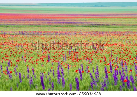 The red field of poppies in the eastern part of Romania