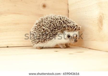 Hedgehog's various movements on wooden background