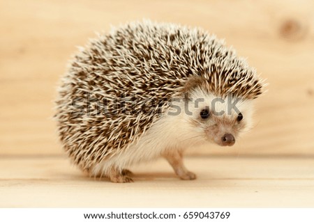 Hedgehog's various movements on wooden background