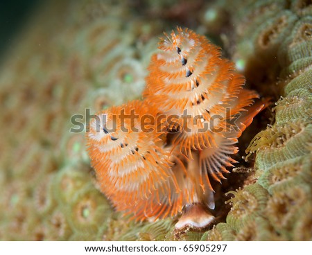 Christmas Tree Worm-Giganteus spirobranchus on a giant Boulder Coral, picture taken on a shallow reef in Broward County, Florida.