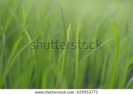 Fresh green grass in sunshine(Shallow Dof) / soft focus picture 