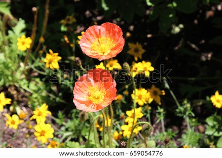 Two blooming orange Poppies with yellow centers in a garden in the spring in Wheaton, Illinois, USA, using a bokeh effect