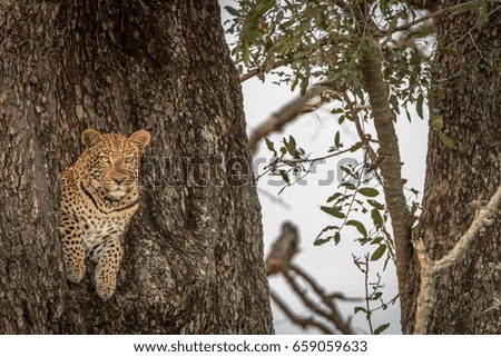 Leopard starring at the camera from a tree in the Okavango Delta, Botswana.