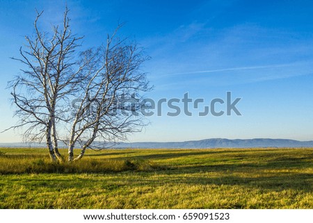 photo of lonely birch on a background of blue sky and green grass