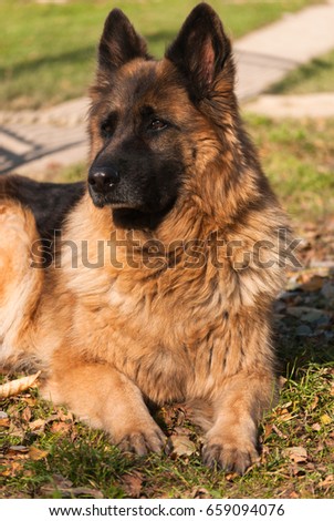 German Shepherd dog, German Shepherd on the grass, dog in the park