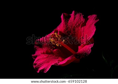 beautiful red hibiscus with water drops