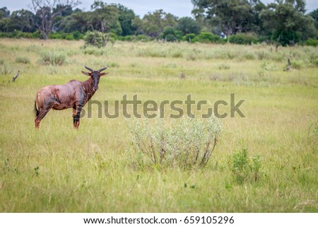 A Tsessebe starring at the camera in the Okavango Delta, Botswana.
