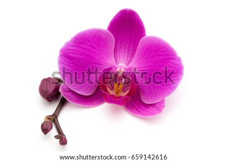 Pink orchids on the white background. Royalty-Free Stock Photo #659142616