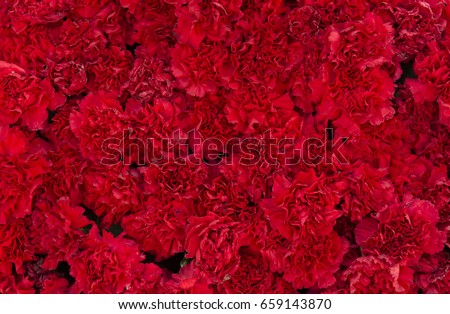 Red carnation flowers background. Blossom texture. Summer pattern Royalty-Free Stock Photo #659143870