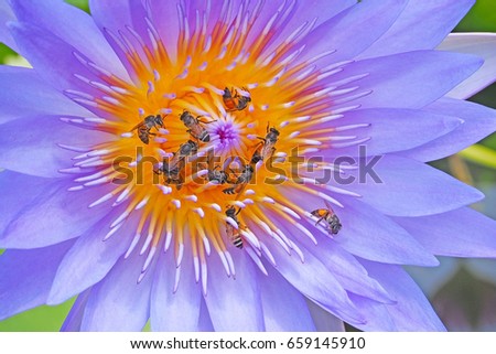 closeup lotus flower with bee swarm         