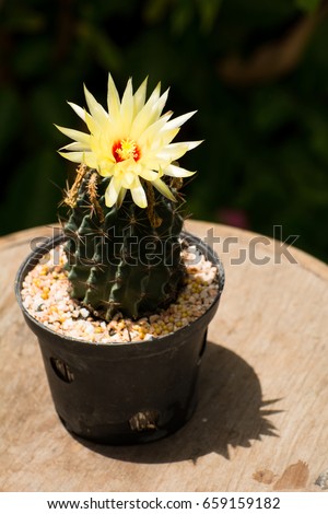 Cactus flower blossom on wooden background, Cactus in pot on wooden background.