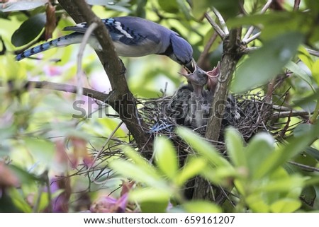 Baby Blue Jay Stock Photos And Images Avopix Com