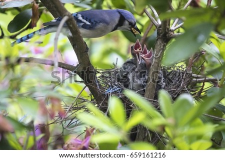 Baby Blue Jay Stock Photos And Images Avopix Com