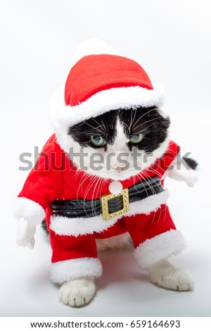 cunning cat in Christmas dress standing on studio white background. Christmas holiday concept in vertical.